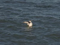 Alken [Alcidae]